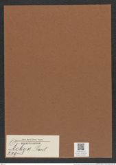 Debya sp. (de-Toni-Nr.: Genus 229) Zeichnungen Sammlung Grunow Mappe 05385 (Herbarium_W_Grunow_drawings_Folder_05385)